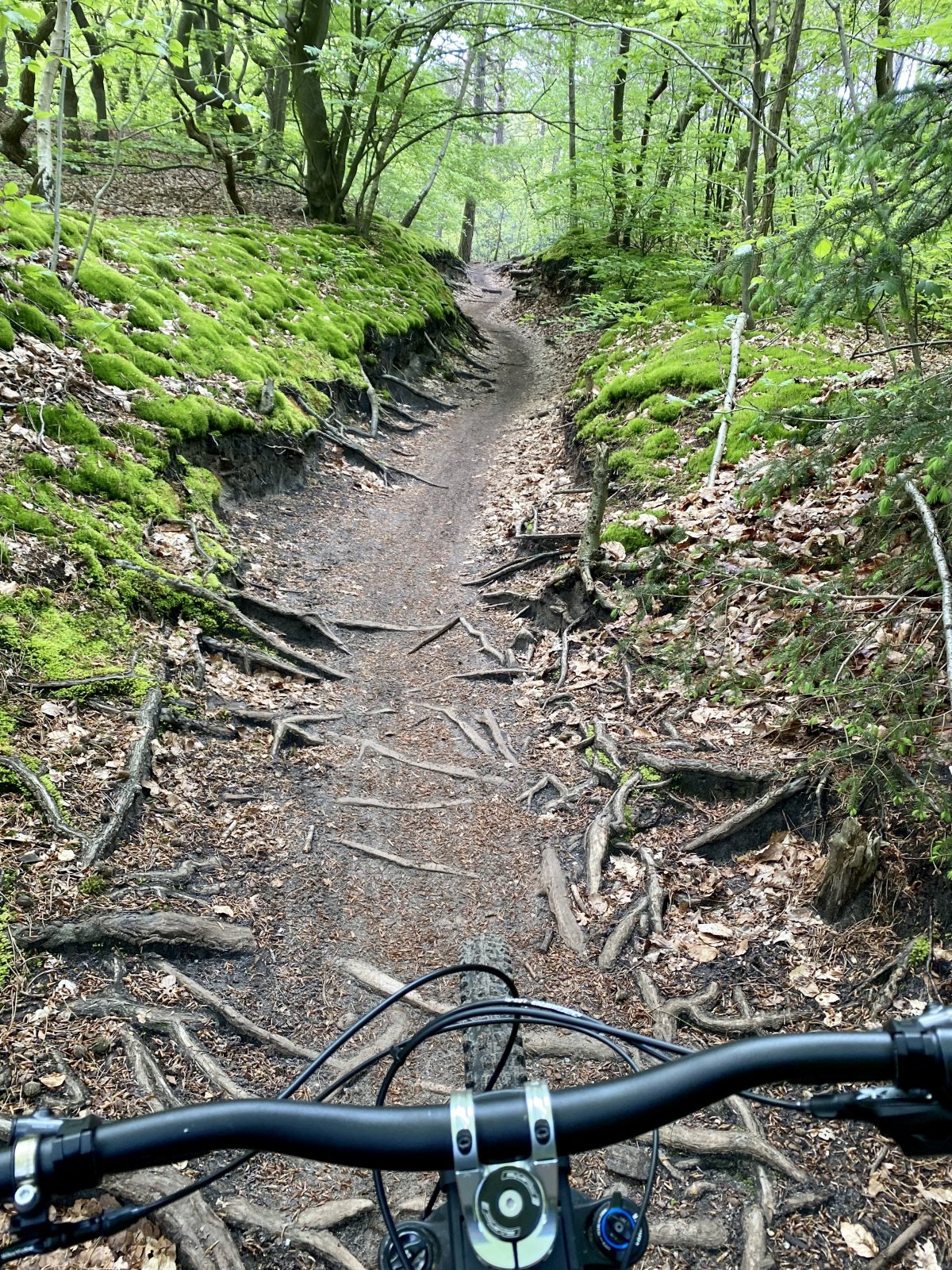 Völlig geflasht. Nie gesehenes Trail-Paradies Hoge Veluwe in NL | MTB-News.de  | IBC Mountainbike Forum
