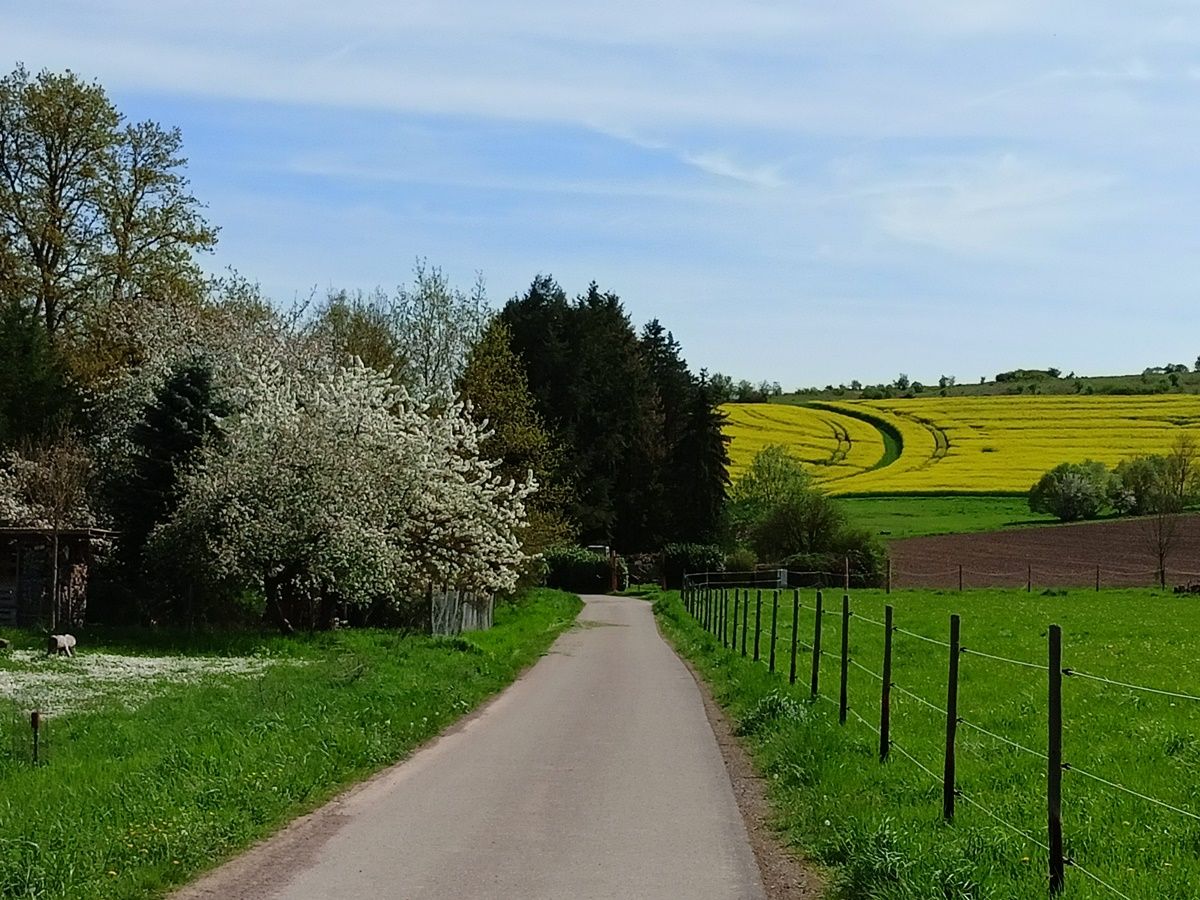 Alsenzradweg.jpg