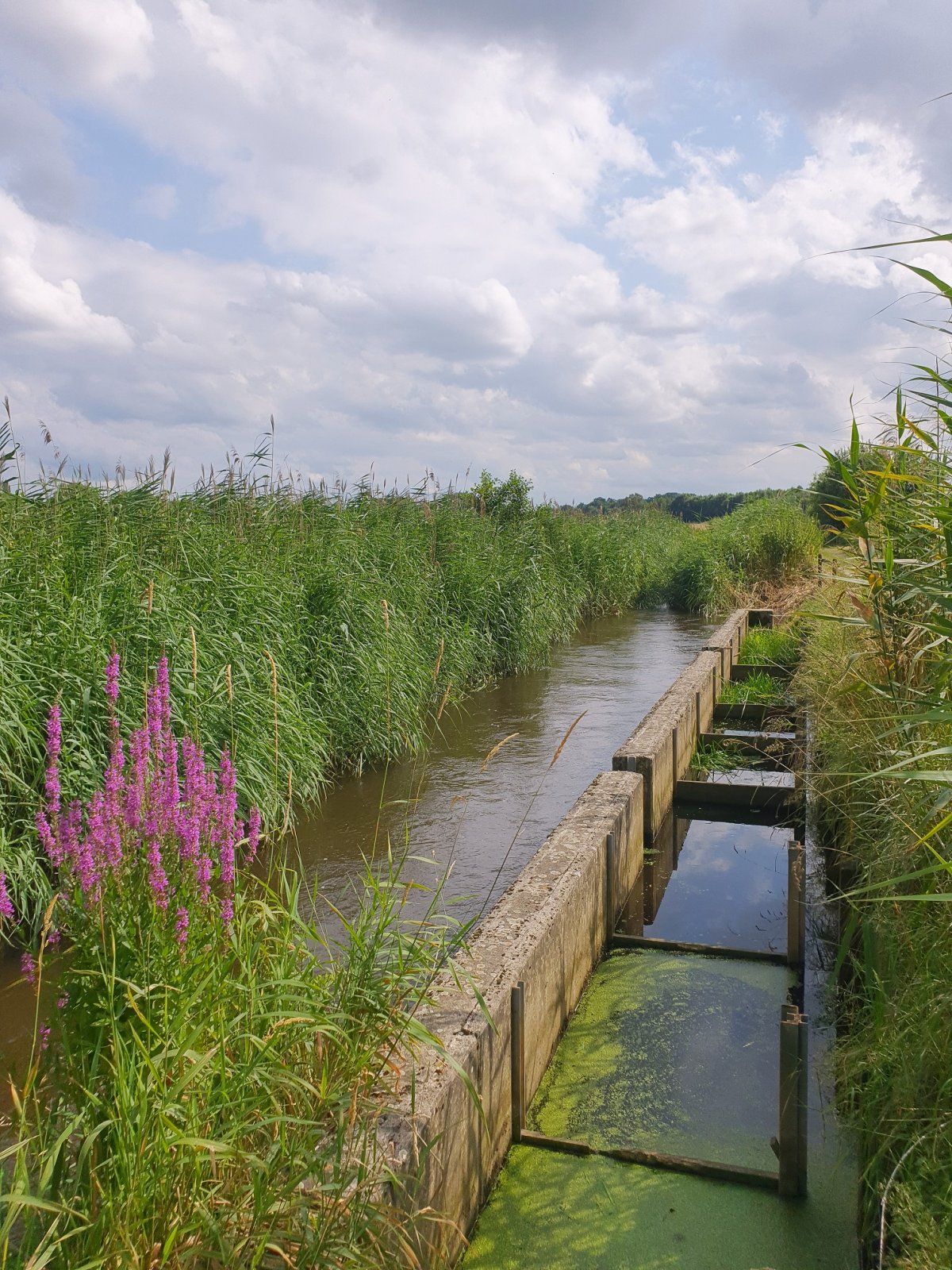 Aue-Okerkanal führt Wasser bis an die Brückenkante.jpg