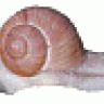 l'escargot